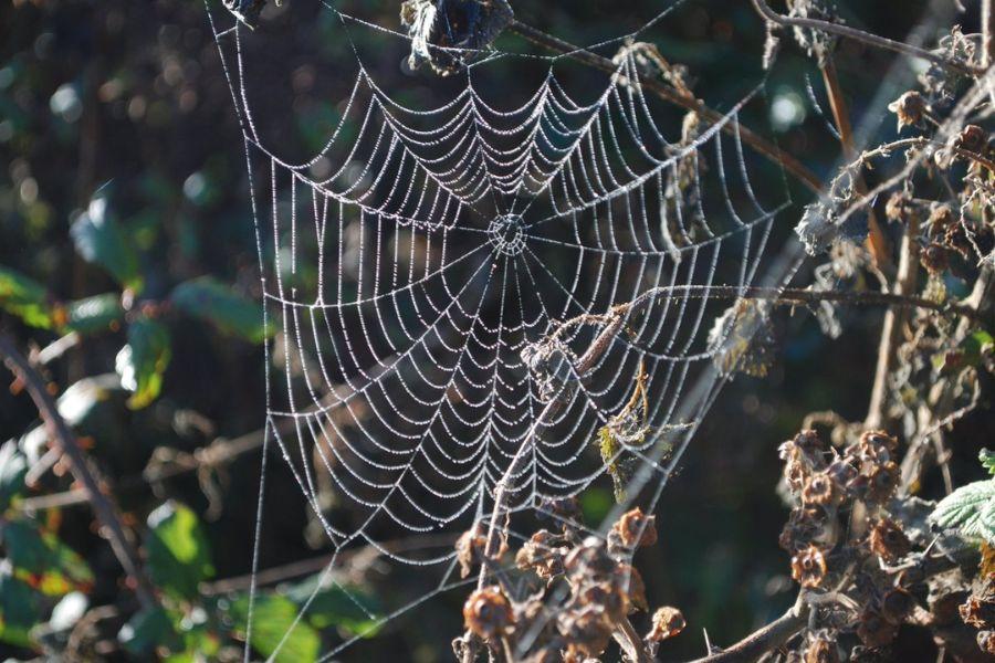 RSPB pagham - spider