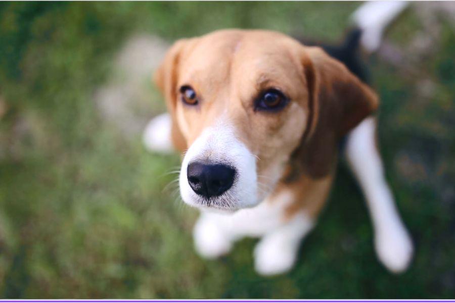 Dog - Shutterstock